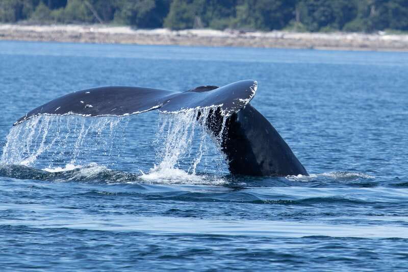 Campbell River: Whale Watching Cruise with Lunch - Key points to know before you book