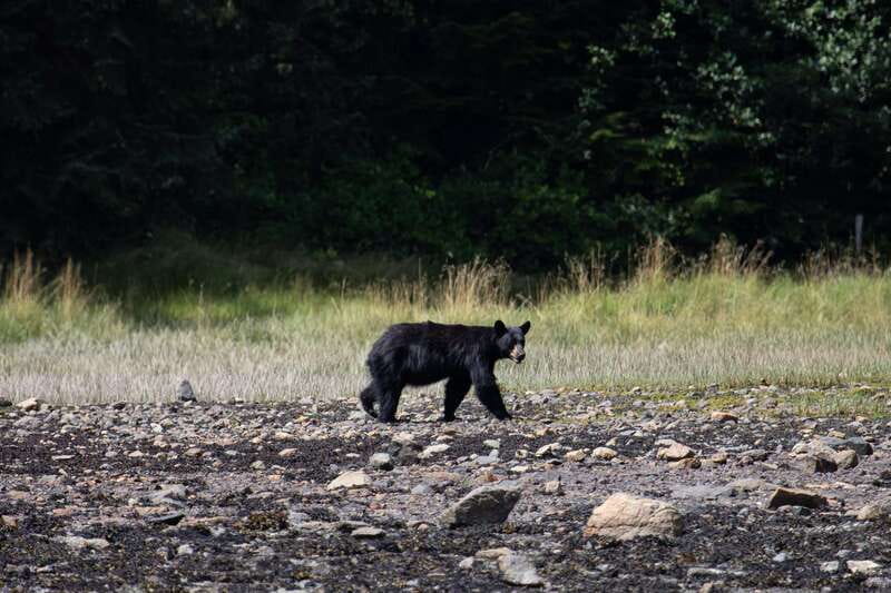 Campbell River: Whale Watching Cruise with Lunch - Humpbacks, orcas, dolphins, and other wildlife
