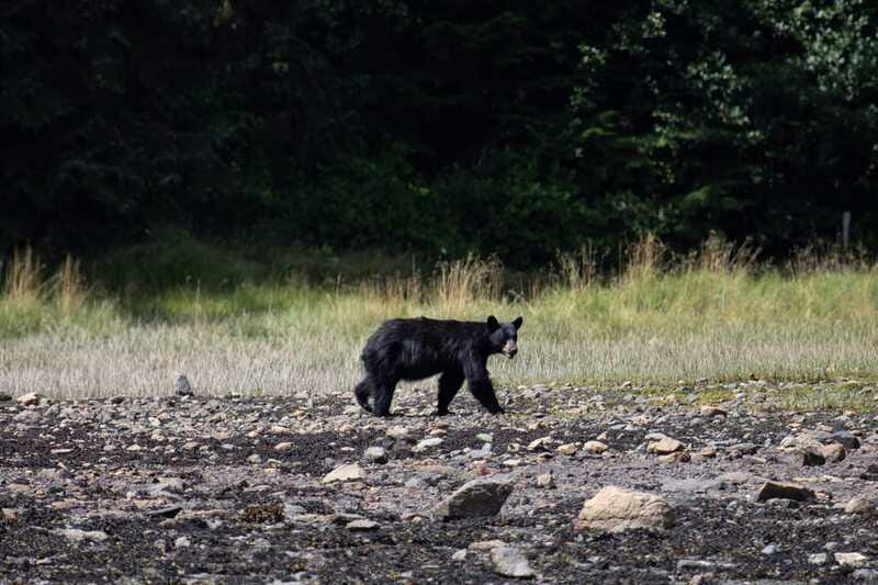 Campbell River: Whale Watching Cruise with Lunch - The included lunch and land stop