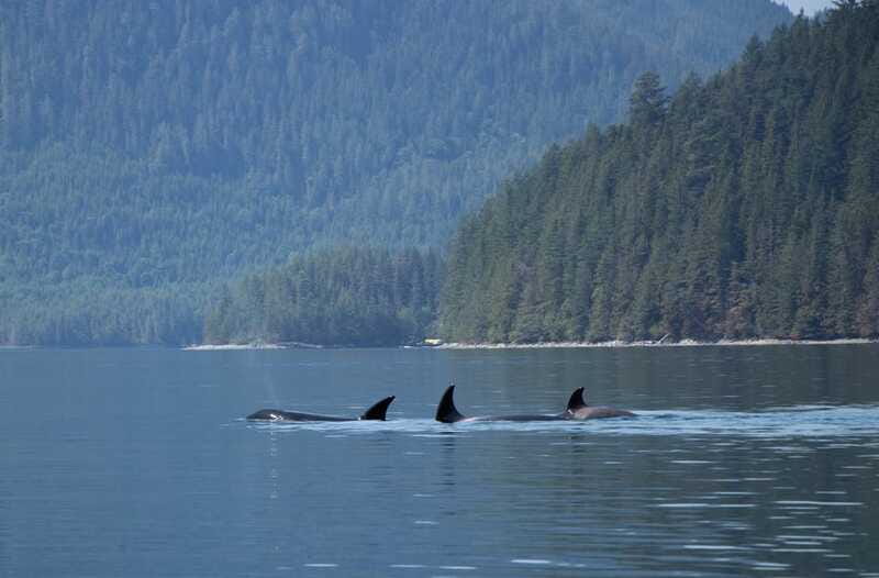 Campbell River: Whale Watching Cruise with Lunch - Who will enjoy this cruise most