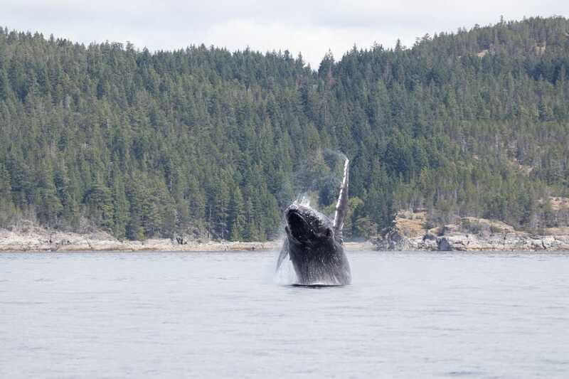 Campbell River: Whale Watching Cruise with Lunch - Should you book Discovery West Adventures?
