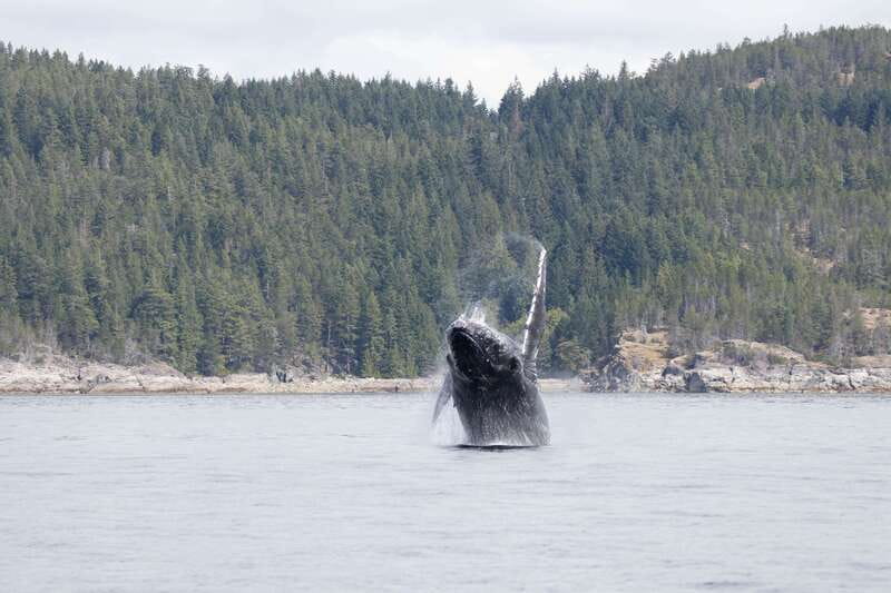 Campbell River: Whale Watching Cruise with Lunch - Why the six-hour route matters