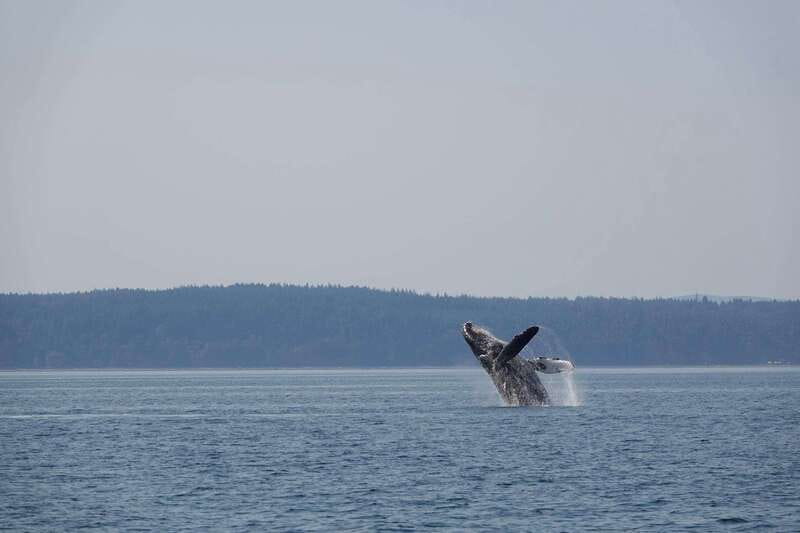 Campbell River: Whale & Wildlife Discovery Cruise - Setting out from Campbell River