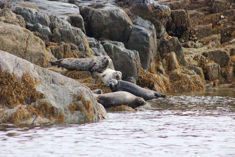 Campbell River: Whale & Wildlife Discovery Cruise - Cruising Discovery Passage and the Salish Sea