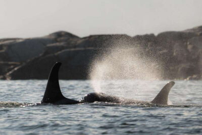 Campbell River: Whale & Wildlife Discovery Cruise
