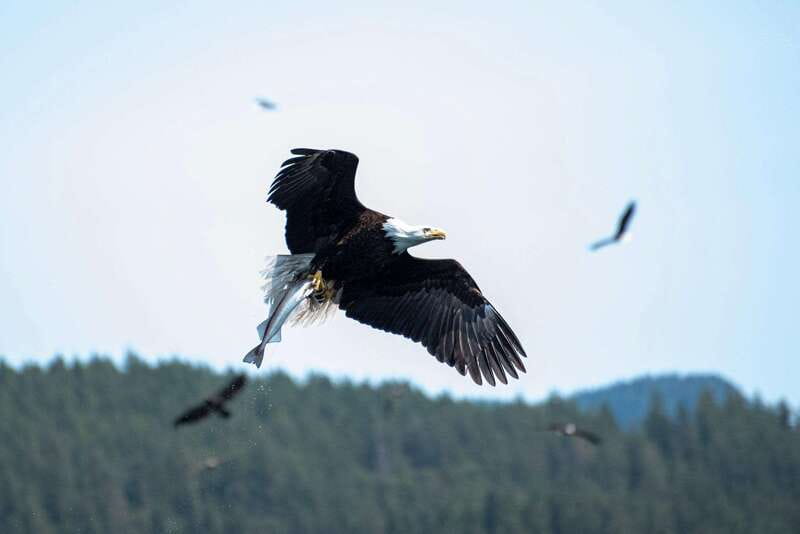 Campbell River: Whale & Wildlife Discovery Cruise - Is $175 a fair price?