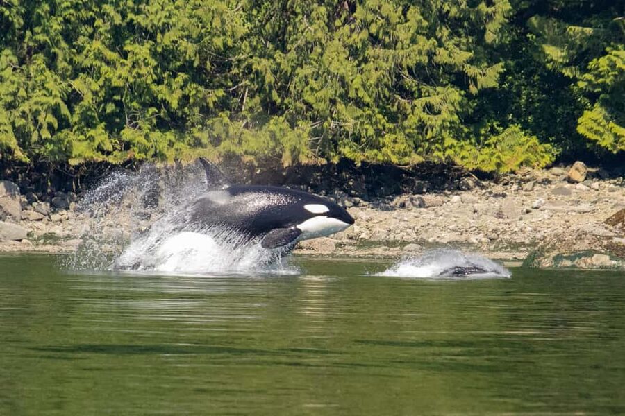 Campbell River: Whales and Wildlife Boat Tour with Snacks - Key points before you book