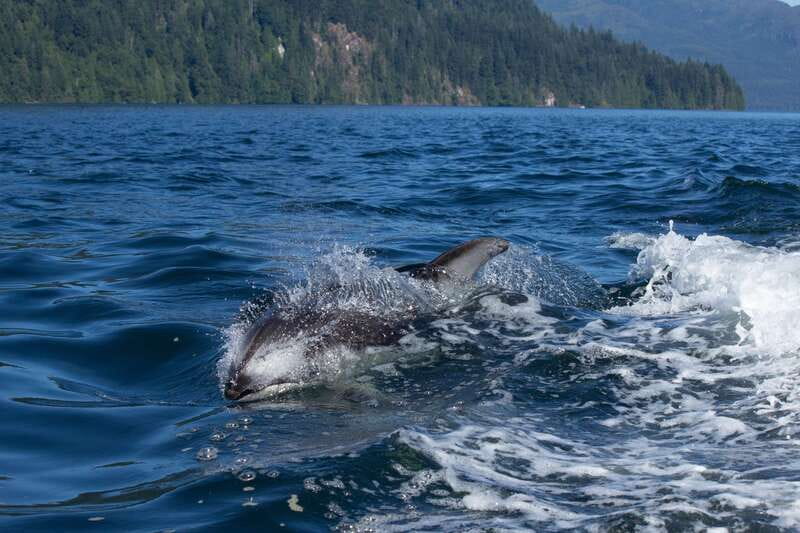 Campbell River: Whales and Wildlife Boat Tour with Snacks - Leaving Discovery Harbour Marina in Campbell River