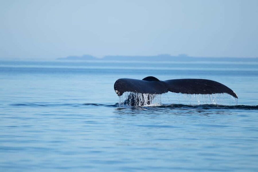 Campbell River: Whales and Wildlife Boat Tour with Snacks - Discovery Passage sets the scene