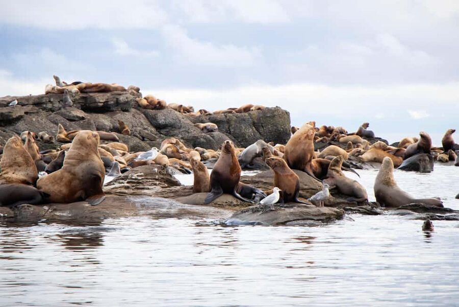 Campbell River: Whales and Wildlife Boat Tour with Snacks - What you might see from the boat