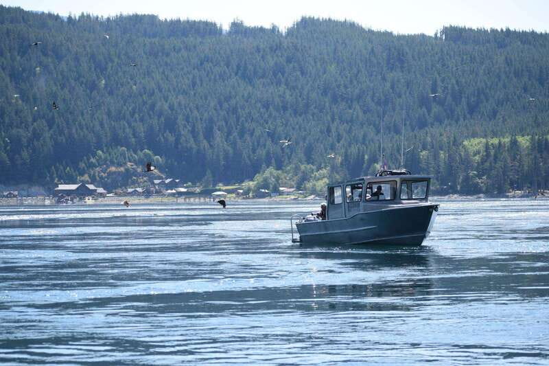 Campbell River: Whales and Wildlife Boat Tour with Snacks - How the four-hour route usually feels