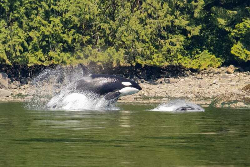 Campbell River: Whales and Wildlife Boat Tour with Snacks - The captain and small-group advantage