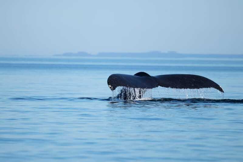 Campbell River: Whales and Wildlife Boat Tour with Snacks - Weather, clothing, and photography advice