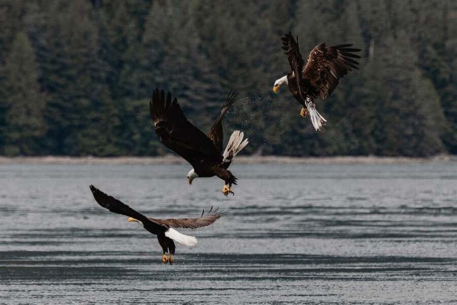 Campbell River: Whales and Wildlife Boat Tour with Snacks - A practical boat for four hours on the water