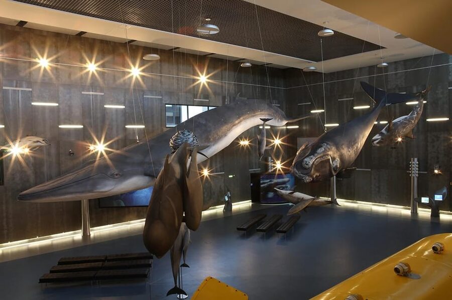 Caniçal : Madeira Whale Museum Entry ticket - What the whaling exhibits reveal