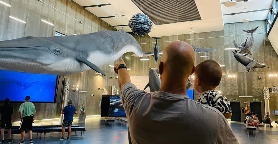 Caniçal : Madeira Whale Museum Entry ticket - Stereoscopic 3D films and marine science