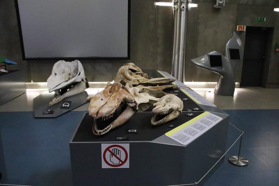 Caniçal : Madeira Whale Museum Entry ticket - Is the $11 admission good value?