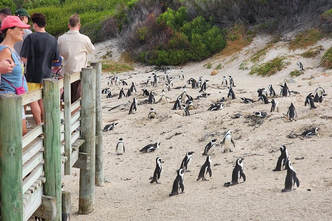 Cape Agulhas, Hermanus Whale Watching, Penguins and Wine Tasting - The Clarence Drive Return to Cape Town