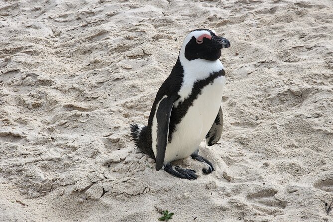 Cape Agulhas, Hermanus Whale Watching, Penguins and Wine Tasting - What the $193.71 Price Covers