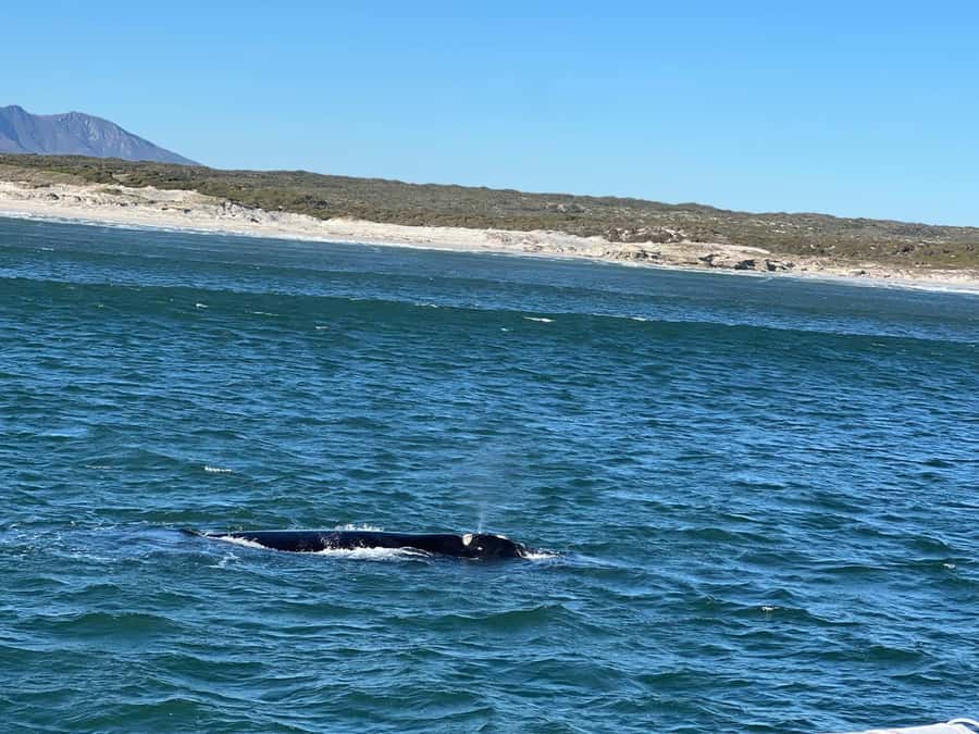 Cape Agulhas, Hermanus whales & Wine Tasting Day Trip - Why this day trip covers so much ground