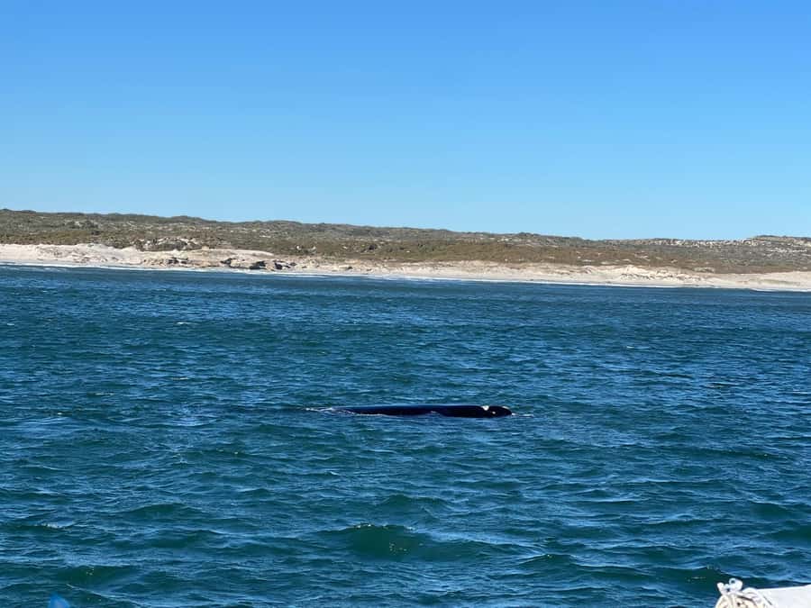 Cape Agulhas, Hermanus whales & Wine Tasting Day Trip - Napier and Bredasdorp: the farming country in between