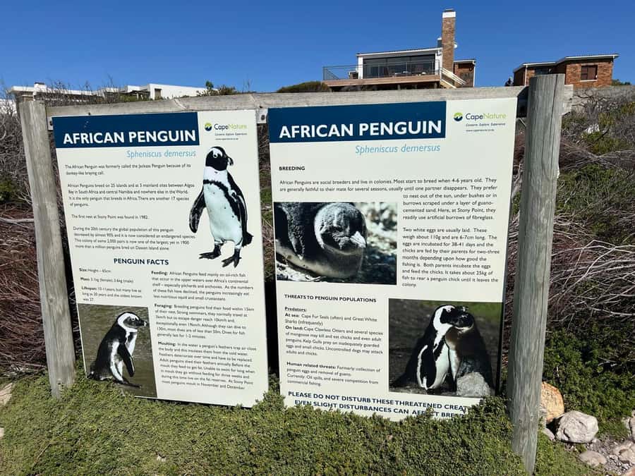 Cape Agulhas, Hermanus whales & Wine Tasting Day Trip - Stony Point and the African penguin colony