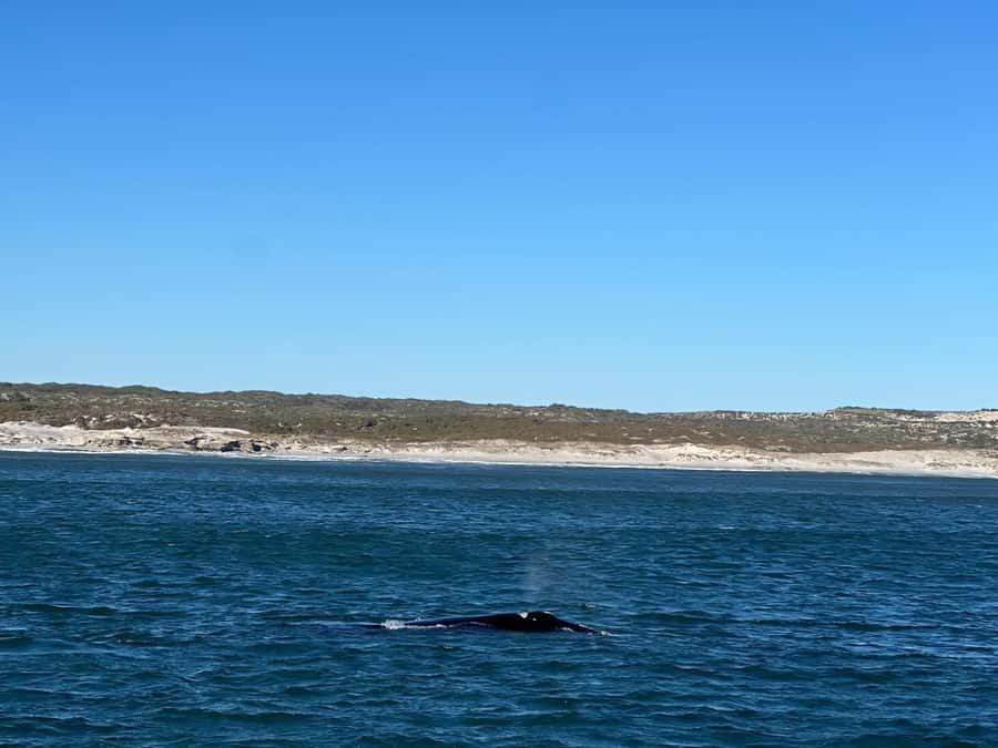 Cape Agulhas, Hermanus whales & Wine Tasting Day Trip - Stellenbosch wine tasting and the final taste of the Cape