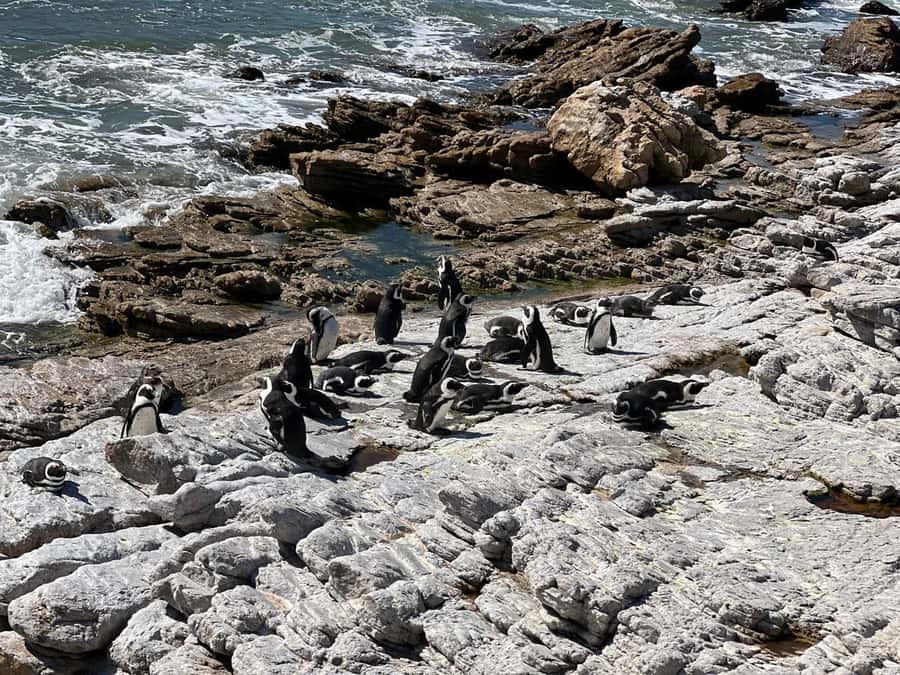 Cape Agulhas, Hermanus whales & Wine Tasting Day Trip - Is $264 good value for this route?