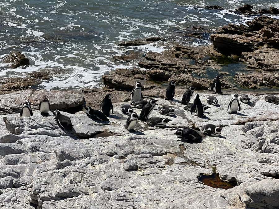 Cape Agulhas, Hermanus whales & Wine Tasting Day Trip - Morning views from Cape Town to Sir Lowry’s Pass