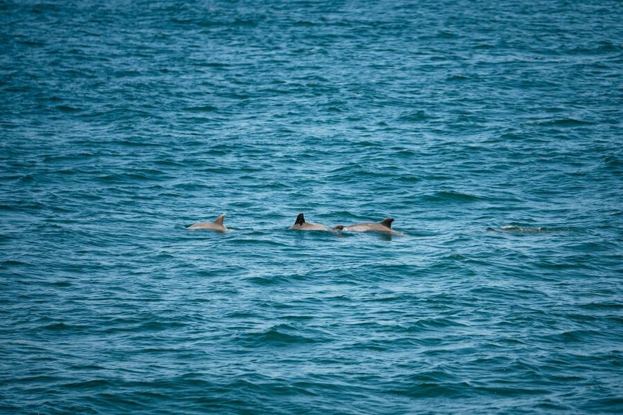 Cape May: Jersey Shore Whale and Dolphin Watching Cruise - Key points before you book