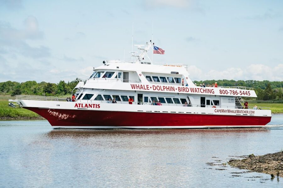 Cape May: Jersey Shore Whale and Dolphin Watching Cruise - Searching for dolphins, whales, and other sea life