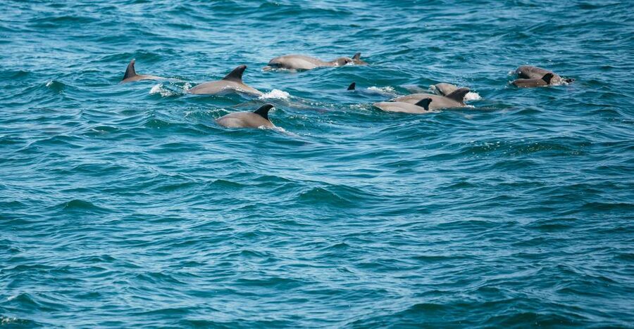 Cape May: Jersey Shore Whale and Dolphin Watching Cruise - Captain Jeff and the onboard narration