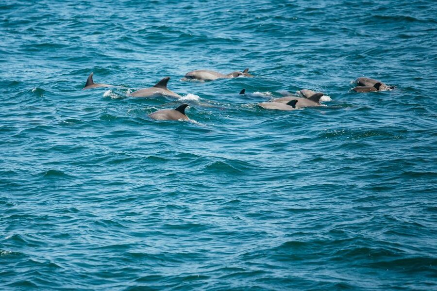 Cape May: Jersey Shore Whale and Dolphin Watching Cruise - Cape May’s waterfront from the water