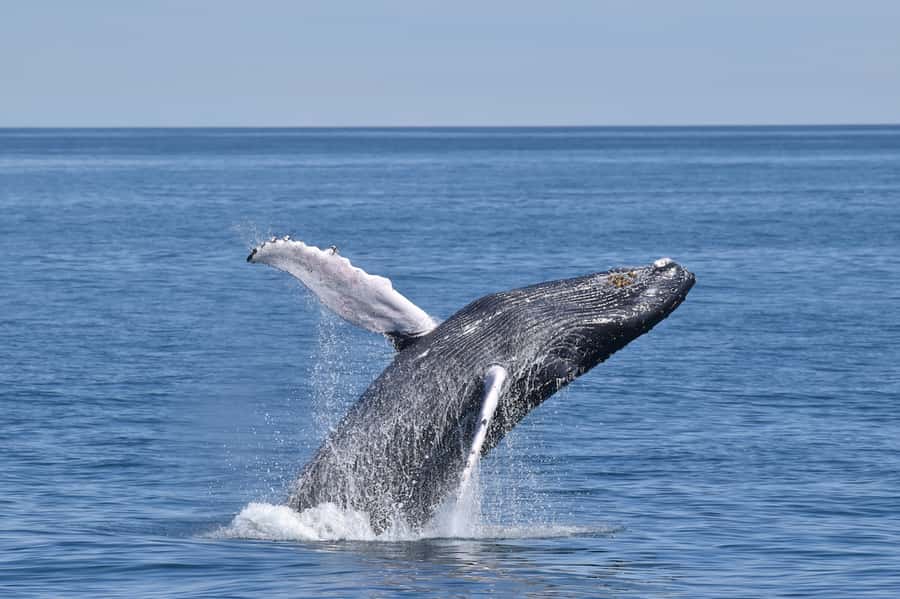 Cape May: Scenic Whale and Dolphin Watching Cruise - Key points to know before you book