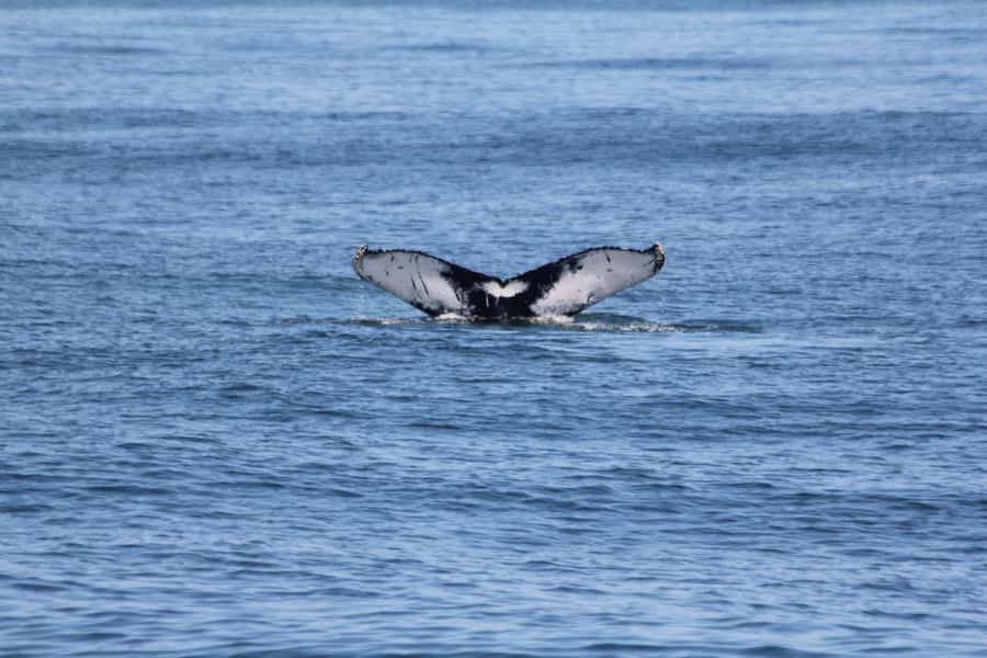 Cape May: Scenic Whale and Dolphin Watching Cruise - Leaving Cape May for open water