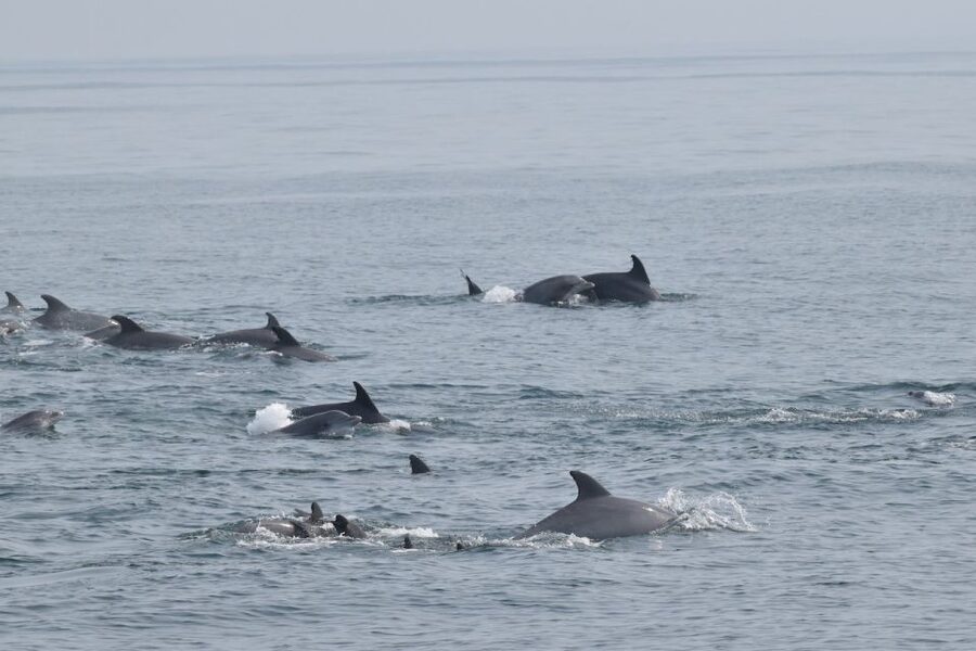 Cape May: Scenic Whale and Dolphin Watching Cruise - Birds, coastal views, and the quieter rewards