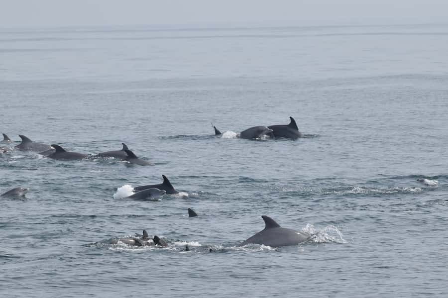 Cape May: Scenic Whale and Dolphin Watching Cruise - Is three hours the right length?