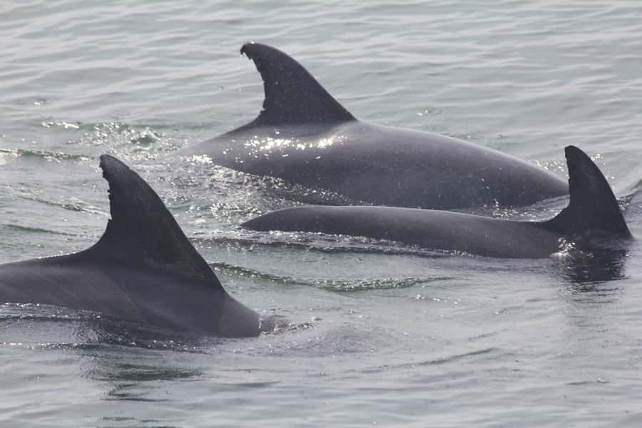 Cape May: Scenic Whale and Dolphin Watching Cruise - Searching for Cape May’s dolphins