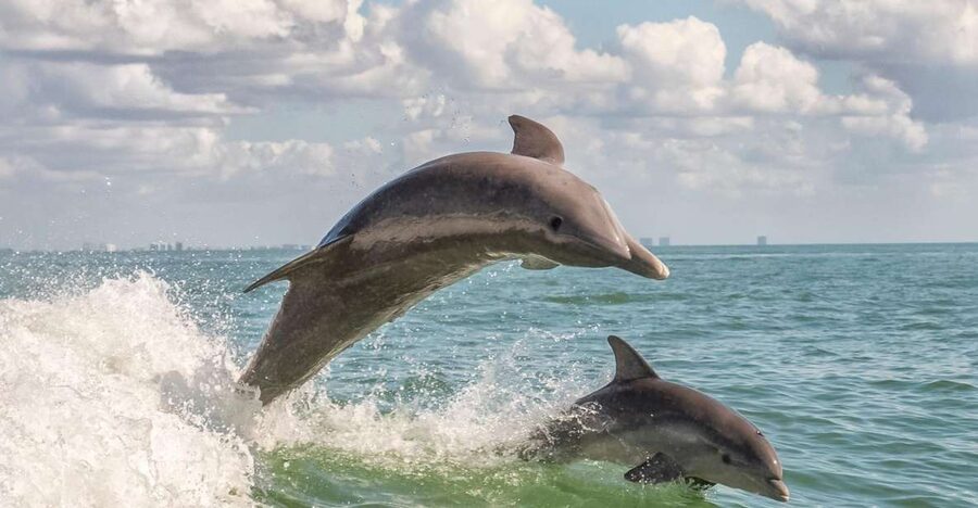 Cape May: Weekend Whale and Dolphin Watching Cruise - Key Points To Know Before You Go