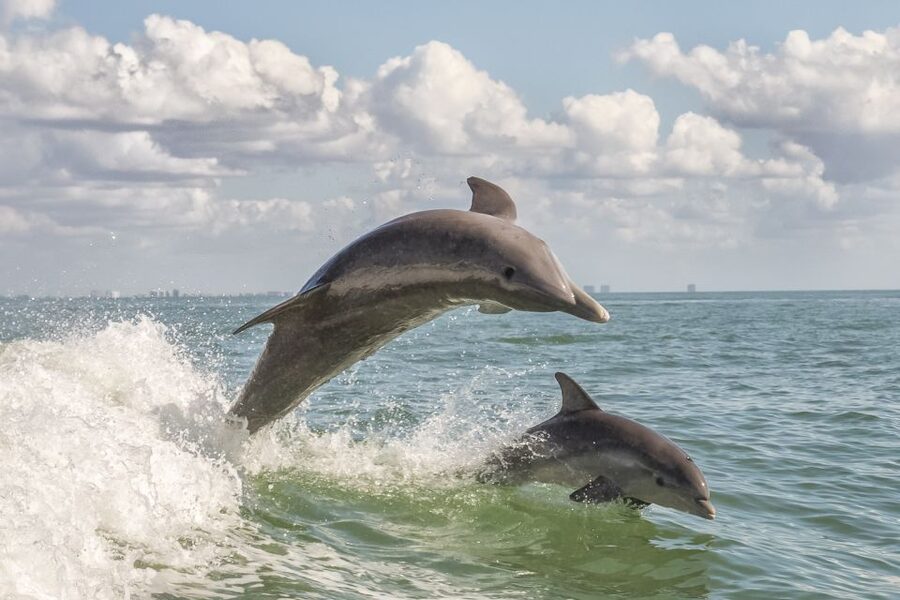 Cape May: Weekend Whale and Dolphin Watching Cruise - A Two-Hour Morning on Cape May’s Water