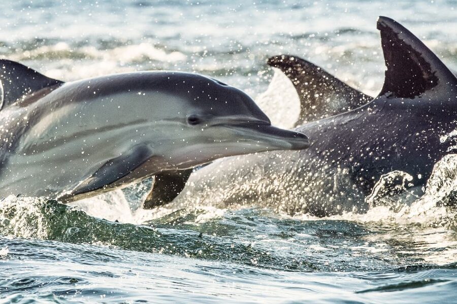 Cape May: Weekend Whale and Dolphin Watching Cruise - A Simple Way To Plan the Morning