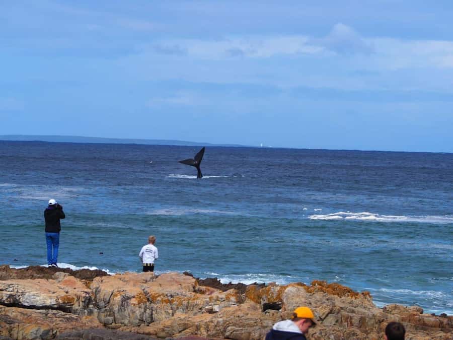 Cape Town: Hermanus Whale Watching Shared Boat & Penguins - Key points at a glance