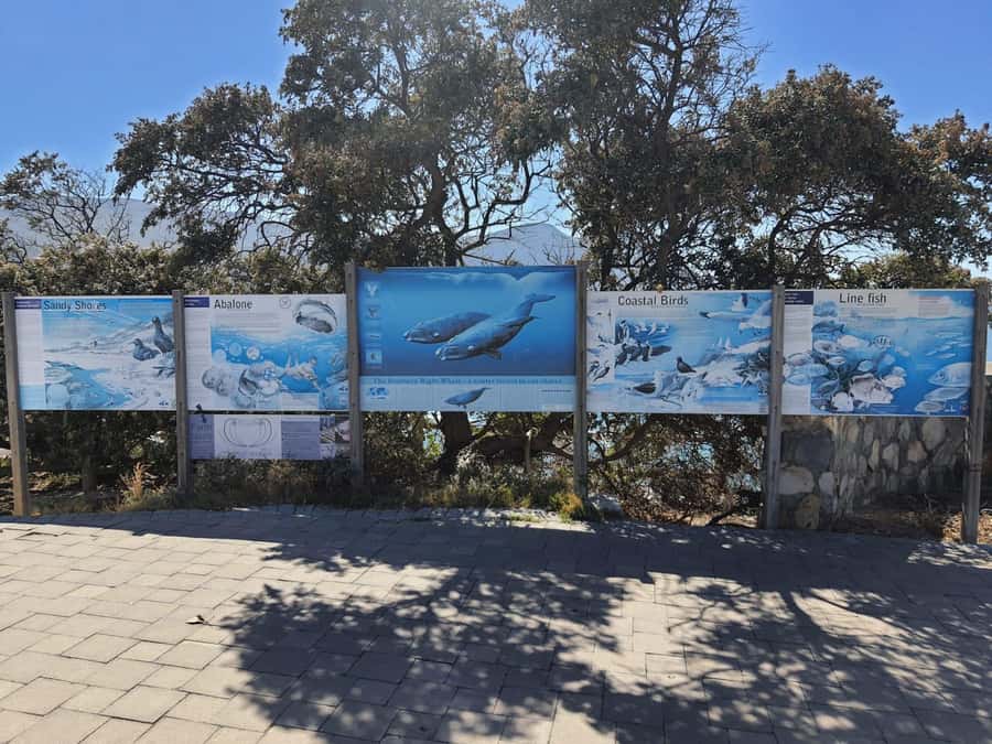 Cape Town: Hermanus Whale Watching Shared Boat & Penguins - Hermanus and the 2 to 3 hour whale boat