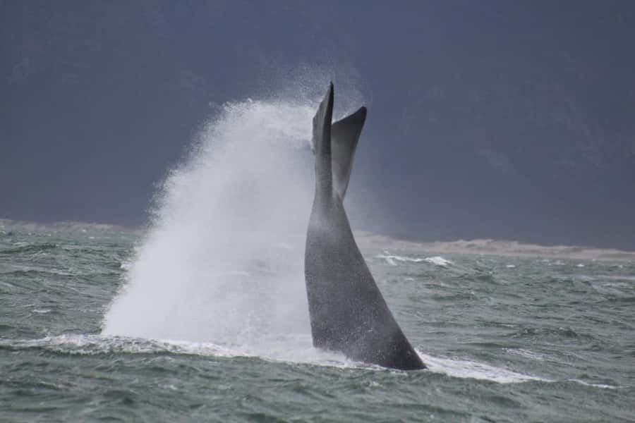 Cape Town: Hermanus Whale Watching Shared Boat & Penguins - What the guides add to the day