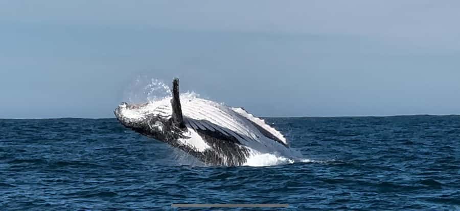 Cape Town: Hermanus Whale Watching Shared Boat & Penguins - Should you book it?