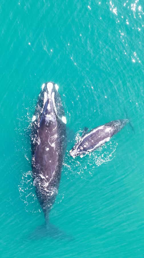 Cape Town: Hermanus Whale Watching Tour - Key points to know before booking