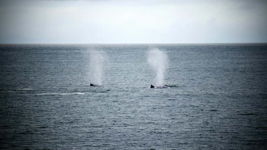 Cape Town: Hermanus Whale Watching Tour - Why this Hermanus day trip works