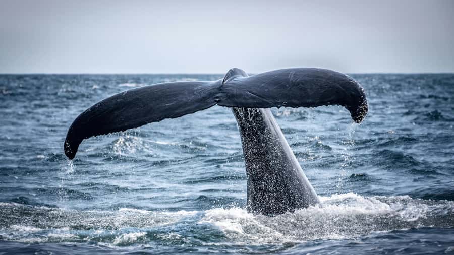 Cape Town: Hermanus Whale Watching Tour - Three hours on the water near Hermanus