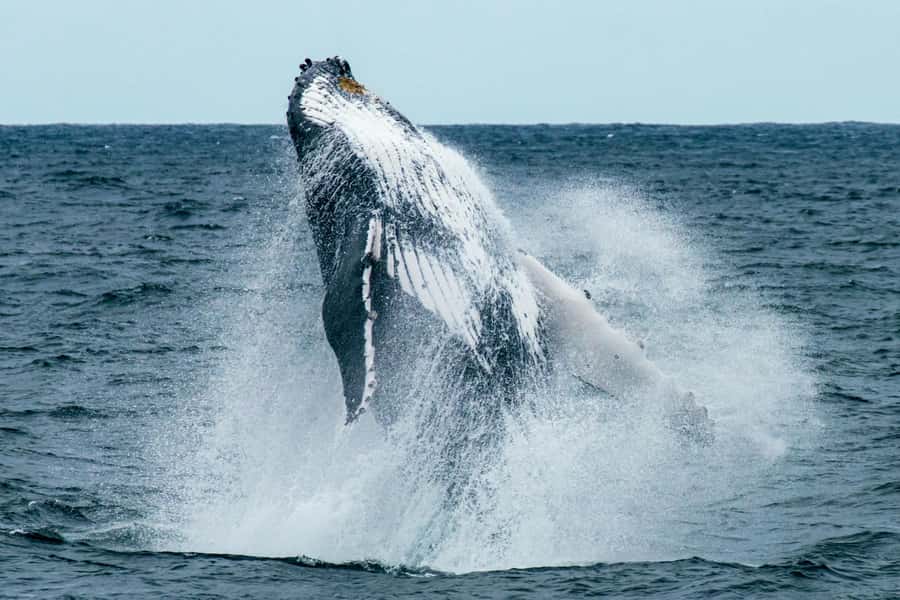 Cape Town: Hermanus Whale Watching Tour - Starting in Cape Town before sunrise