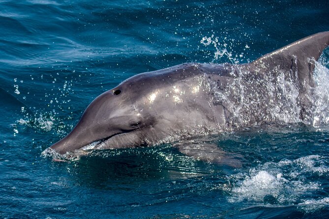 Catamaran Sailing Tour or Whale Watching at Boa Vista - Three hours and 45 minutes at sea